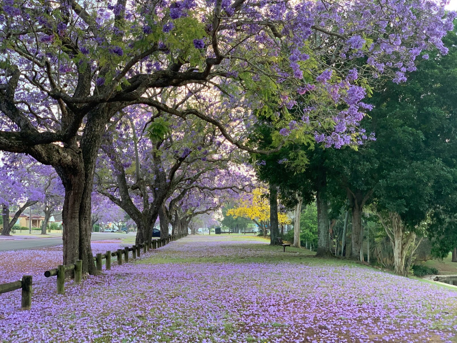 Flowers calvin kurlekar jf kmycffza unsplash